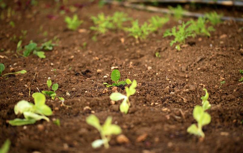 Agricultura